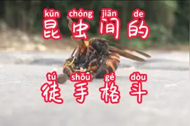 自然现象 昆虫格斗视频封面