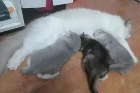 英短金渐层和布偶猫配会生出什么猫