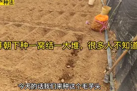 种毛芋头时芽朝下种一窝结一大堆!掌握关键种法，芋头个个粗又大!视频封面