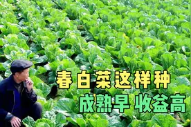 老农种植的春白菜，成熟早收益高，一起来学习种植管理技术