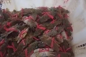 湛江海鲜：20一斤的花蟹特别抢手，几乎个个都是双层壳，肥美甜口视频封面