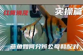 红背埃及神仙燕鱼如何分辨公母和配对繁殖？实操详细步骤教会你视频封面