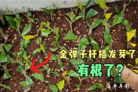 金弹子扦插10-20天出芽，出芽不代表生根，应该怎么做？视频里有