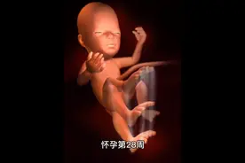 怀孕28-37周胎儿发育过程图（彩色3D图）视频封面