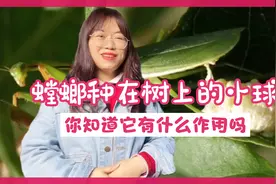 螳螂种在树上的小球俗称拦狗尿，你见过吗？你知道它有什么作用吗视频封面