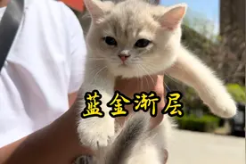 炙手可热的猫品种，“蓝金渐层”！一猫一价？品相决定价格！