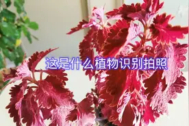 教你识别拍照认识植物名视频封面