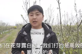 四川种植技术员，李子桃子谢花是防治食心虫最佳时间，该怎样防治视频封面