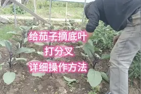 给茄子摘叶打叉详细操作方法，看的懂学的会，多年老经验