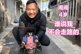 上海阿姨4年前收养一只黑色博美，名叫闹闹，走起路像电动玩具熊