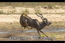 周公解梦之梦见狮子（一）视频封面