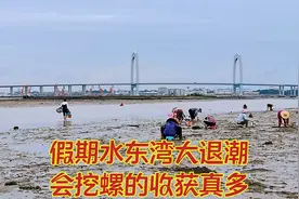 假期电白水东湾大退潮海滩很热闹，会挖螺的人收获真多捡个不停