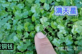农村被叫做“满天星”的这种野草，有股特殊的香味，你见过吗？