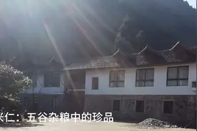 米仁是五谷杂粮中的珍品，新年伊始，宜喝一碗米仁红枣粥视频封面
