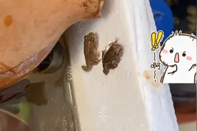 小蝌蚪长成了青蛙。到底吃了什么发育这么好，把小青蛙放了吧视频封面