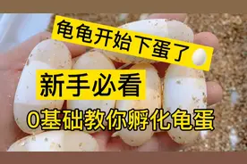 新手必看，乌龟开始下蛋了，0基础教你孵化龟蛋，孵化龟苗视频封面