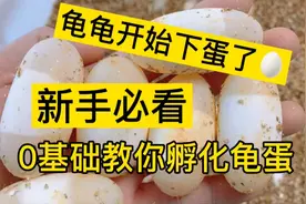 新手必看，乌龟开始下蛋了，0基础教你孵化龟蛋，孵化龟苗视频封面