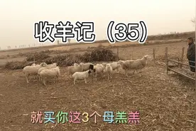 和我爸收羊的第23天：短腿羊不受欢迎的原因仅仅是因为腿短吗？