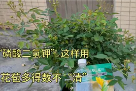 “磷酸二氢钾”这样用，你家的花，也可以长得花苞比叶子还要多。视频封面