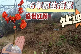 种下6年的原生海棠疫情滞销，先开花后长叶美极了，20多一棵处理视频封面