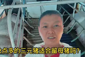 三元猪缺点一大堆，奶水不好产仔还少，为啥还留作母猪用呢？视频封面