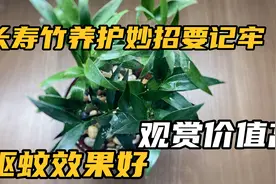 长寿竹夏季驱蚊效果好，养好长寿竹记住这个小妙招.mp4视频封面