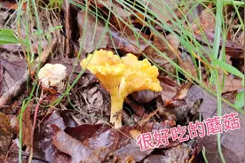 长白山里神秘的蘑菇沟，又出美味蘑菇了，林区大叔说这蘑菇最好视频封面