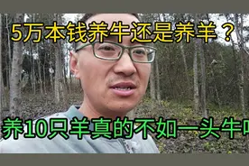 养羊真的不如养牛吗？花5万块本钱养牛羊一年后各自能赚多钱？视频封面