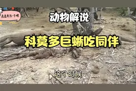 1头200斤的科莫多巨蜥，遇到了同伴的尸体，接下来它会怎么做呢？视频封面