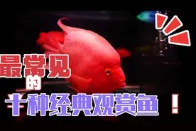 最常见的十种经典观赏鱼