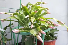 蟹爪兰育蕾期花期能浇水吗？浇水注意事项 育蕾期管理 养护方法视频封面