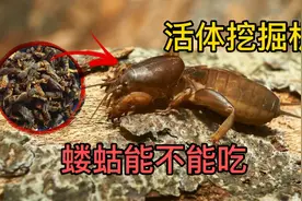 土狗蝼蛄，曾一度让庄稼讨厌的昆虫，如今却被迫养殖。浑身都是宝视频封面