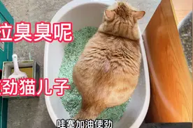 猫妈给拉臭臭的小猫咪加油，可拉完了就跑了都没埋！坏不坏！视频封面