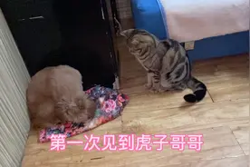 猫和狗第一次见面，狗是真害怕