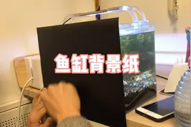鱼缸背景纸的贴法和用途，首次贴纸小试身手视频封面