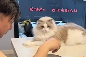 捡米的中年男人和他的舔猫视频封面