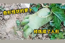 奇形怪状的萝卜，修炼成了人形视频封面