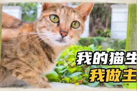 猫妈妈“疯了”！它是不是太思念被送走的小猫孩儿，精神错乱了🤔视频封面