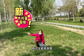 西安有大片的苜蓿地，引来许多市民采摘，同时还可以看美景太好啦视频封面