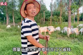 羊吃土、吃薄膜怎么回事？养羊大叔分享一个绝招，一分钱不花！视频封面
