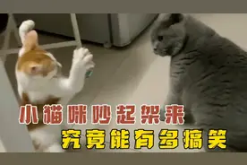 小猫咪吵起架来，究竟能有多搞笑！视频封面