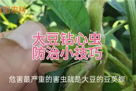 大豆钻心虫，防治有技巧，这个时间打药效果好视频封面