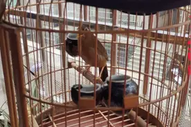 鸟的尾巴跳动起来是往上翘的，我给大家分析一下