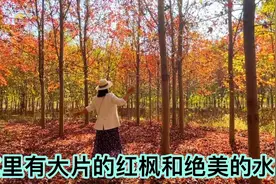 武汉目前最美最火的地方、有大片的红枫林绝美的水杉和老字号鸡汤视频封面