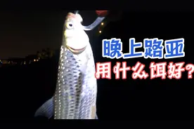 路亚什么饵跑鱼率最高？水面铅笔当之无愧，但诱鱼效率第一视频封面