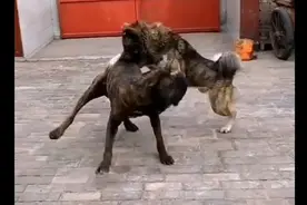 中国土狗对决外国猛犬！视频封面