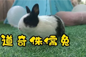 直接去养兔场买宠物兔，没有中间商赚差价，道奇侏儒兔直接连窝端视频封面