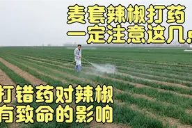 麦套辣椒打药一定要注意，打不对药，后期对辣椒有致命的影响视频封面