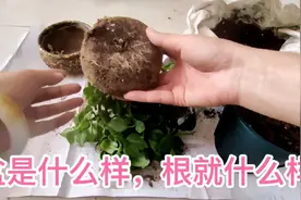 种了一年的牡丹吊兰，根已经长成了盆子什形状，换盆开始视频封面