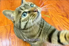 小猫咪还是爱吃猫草，啃的哼哧哼哧的视频封面